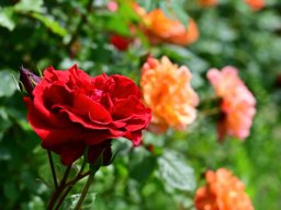 rose-rot-orange-rosen